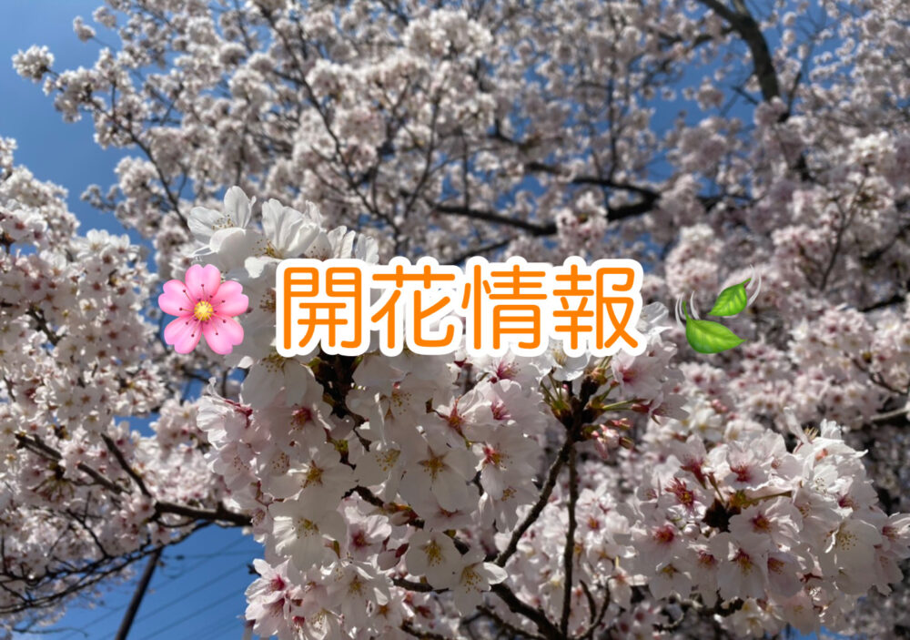 🌸開花情報（桜）🍃