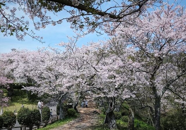 桜・ガラス・夕陽をめぐる春の半日旅