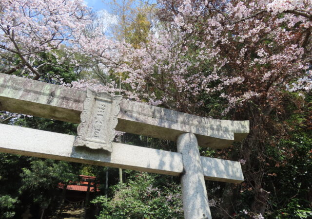 松江八幡宮(まつえはちまんぐう)3