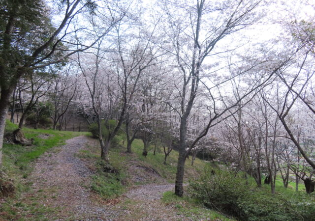 杵築神社9