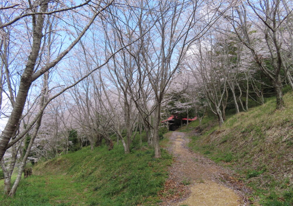杵築神社10