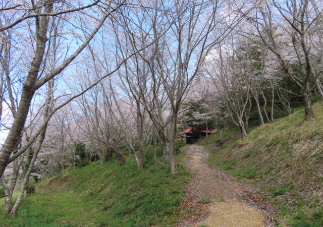 杵築神社10