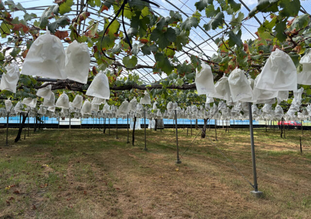 二井観光ブドウ園6