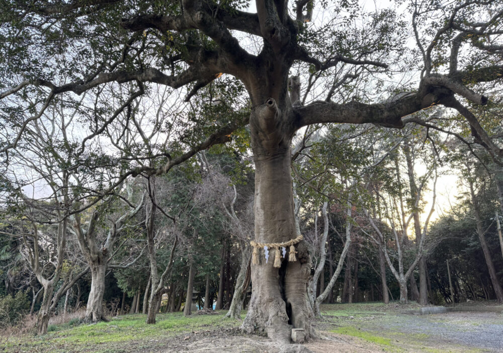 當島八幡宮(とうしまはちまんぐう)8