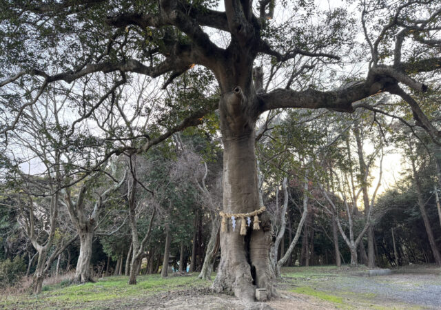 當島八幡宮(とうしまはちまんぐう)8