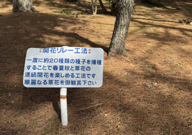 糸根の松原【青年の家】6