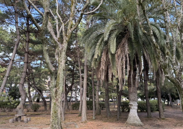 糸根の松原【青年の家】7