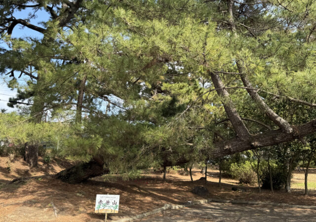 糸根の松原【青年の家】10