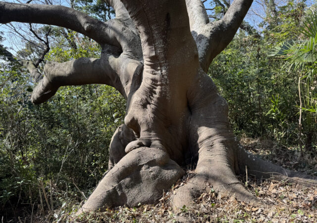 ハマセンダン10