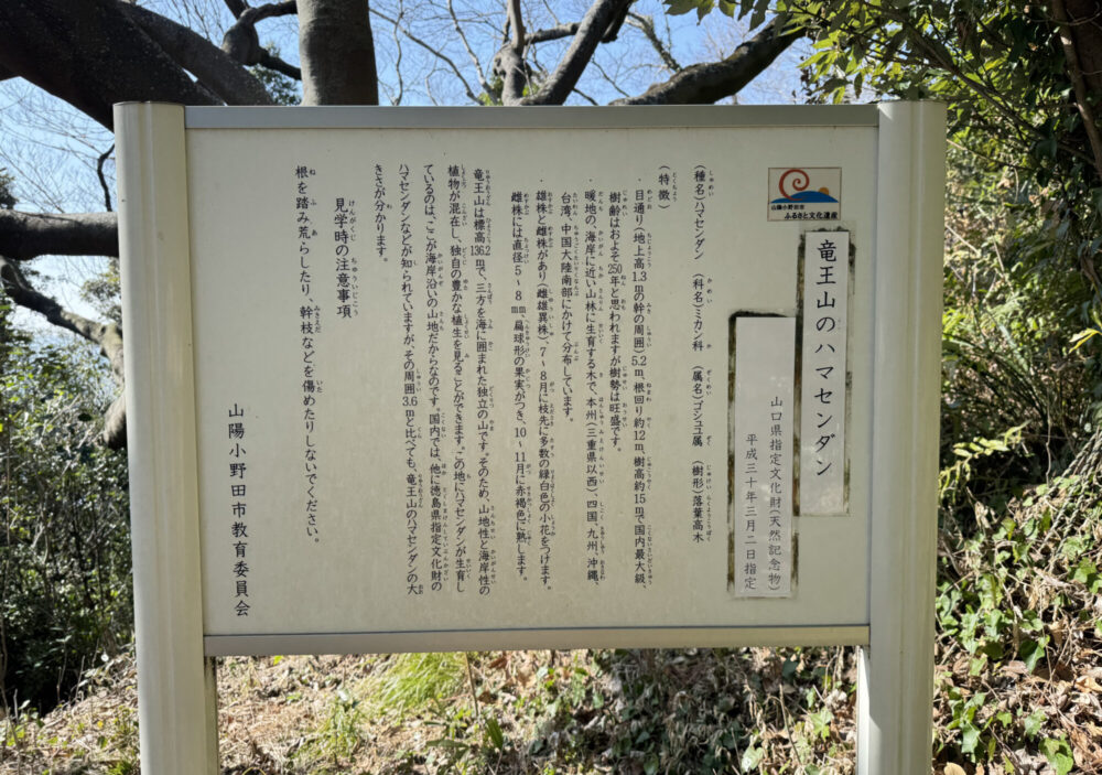 ハマセンダン12