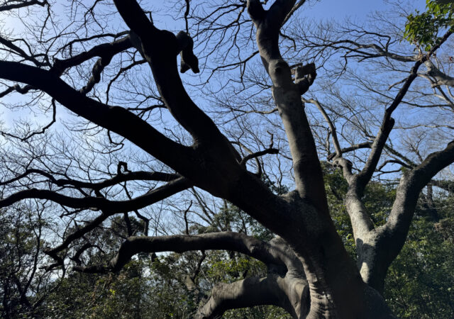 ハマセンダン11