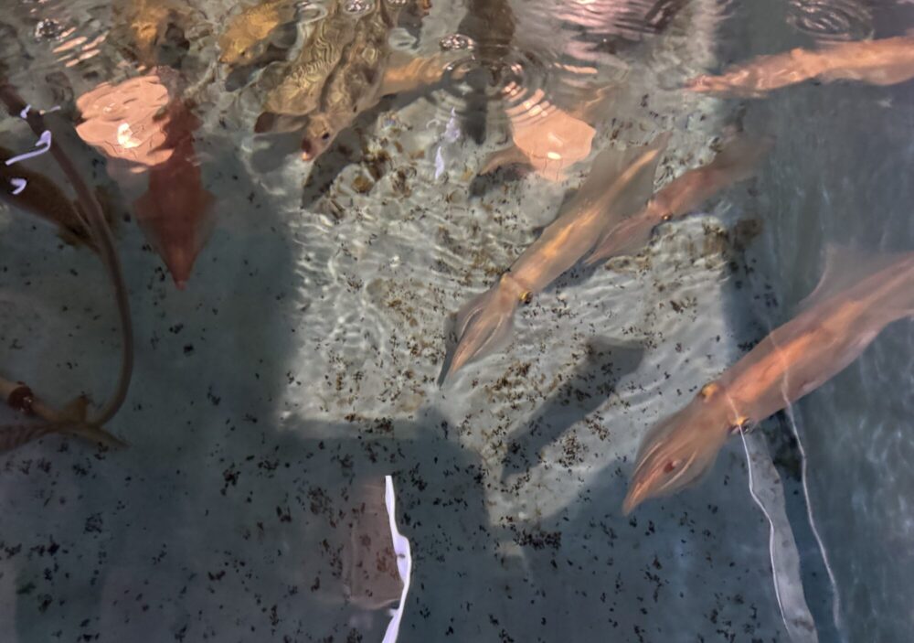 活いか・活魚料理　若新7