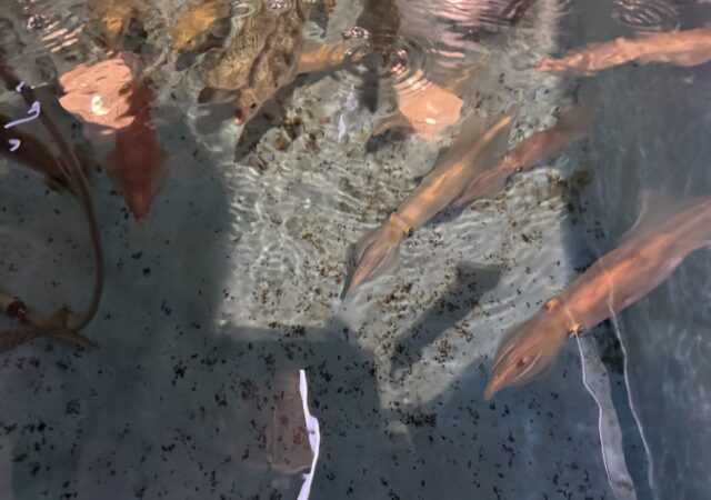 活いか・活魚料理　若新7