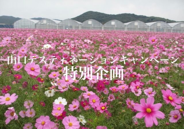 山口デスティネーションキャンペーン特別企画🚅