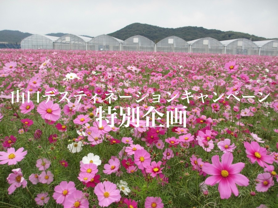 山口デスティネーションキャンペーン特別企画🚅