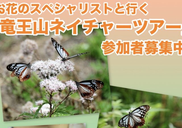 日本から台湾まで2,000㎞を旅する蝶アサギマダラに会えるかも！？